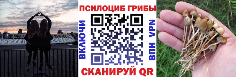 Псилоцибиновые грибы Cubensis  OMG tor  Гулькевичи 